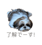 シーズーとジャックラッセルテリアの日常（個別スタンプ：13）