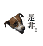 シーズーとジャックラッセルテリアの日常（個別スタンプ：15）