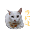白猫『人間観察員』インターン焦糖の日記（個別スタンプ：5）