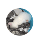 白猫『人間観察員』インターン焦糖の日記（個別スタンプ：9）