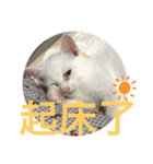 白猫『人間観察員』インターン焦糖の日記（個別スタンプ：11）