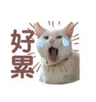 白猫『人間観察員』インターン焦糖の日記（個別スタンプ：16）