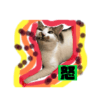 もふもふのスタンプ（個別スタンプ：4）