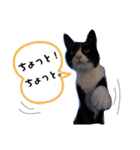 こんな日もあるだろうねこ2（個別スタンプ：17）