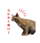 こんな日もあるだろうねこ2（個別スタンプ：32）