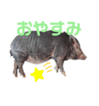ミニブタのもつくんです（個別スタンプ：1）