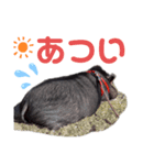 ミニブタのもつくんです（個別スタンプ：5）