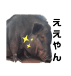 ミニブタのもつくんです（個別スタンプ：7）