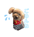 トイプードルのメルの気持ち（個別スタンプ：3）