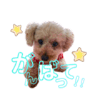 トイプードルのメルの気持ち（個別スタンプ：4）