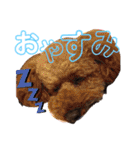 トイプードルのメルの気持ち（個別スタンプ：9）