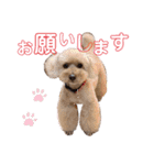トイプードルのメルの気持ち（個別スタンプ：14）