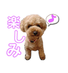 トイプードルのメルの気持ち（個別スタンプ：18）