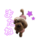 トイプードルのメルの気持ち（個別スタンプ：25）