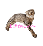 ミモザさんスタンプ（個別スタンプ：7）
