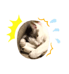 やまみんミックス（個別スタンプ：16）