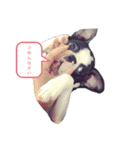 ボストンテリア まる＆なな（個別スタンプ：4）