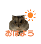 もちまる◎（個別スタンプ：13）