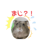 もちまる◎（個別スタンプ：15）