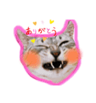 日常ねこねこ（個別スタンプ：1）