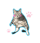 日常ねこねこ（個別スタンプ：2）