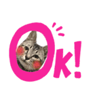日常ねこねこ（個別スタンプ：3）