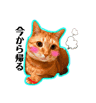 日常ねこねこ（個別スタンプ：5）