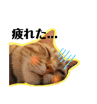 日常ねこねこ（個別スタンプ：7）