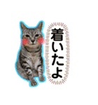 日常ねこねこ（個別スタンプ：9）