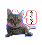 日常ねこねこ（個別スタンプ：10）