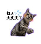 日常ねこねこ（個別スタンプ：11）