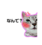 日常ねこねこ（個別スタンプ：12）