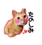 日常ねこねこ（個別スタンプ：13）