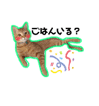 日常ねこねこ（個別スタンプ：15）