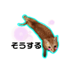 日常ねこねこ（個別スタンプ：16）