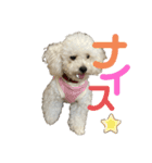 ハクのスタンプ♡①（個別スタンプ：19）