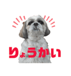 シーズー犬モコの日常会話スタンプ（個別スタンプ：1）