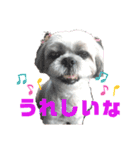シーズー犬モコの日常会話スタンプ（個別スタンプ：2）