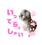 シーズー犬モコの日常会話スタンプ（個別スタンプ：3）