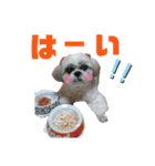 シーズー犬モコの日常会話スタンプ（個別スタンプ：4）