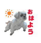 シーズー犬モコの日常会話スタンプ（個別スタンプ：5）