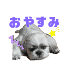 シーズー犬モコの日常会話スタンプ（個別スタンプ：6）