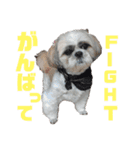 シーズー犬モコの日常会話スタンプ（個別スタンプ：7）