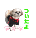 シーズー犬モコの日常会話スタンプ（個別スタンプ：8）