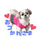 シーズー犬モコの日常会話スタンプ（個別スタンプ：9）