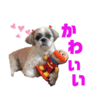 シーズー犬モコの日常会話スタンプ（個別スタンプ：10）