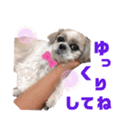 シーズー犬モコの日常会話スタンプ（個別スタンプ：11）