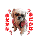 シーズー犬モコの日常会話スタンプ（個別スタンプ：12）