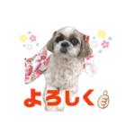 シーズー犬モコの日常会話スタンプ（個別スタンプ：13）