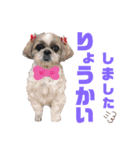 シーズー犬モコの日常会話スタンプ（個別スタンプ：14）